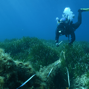 A scuba diver expelling bubbles as he is holding a measuring tape along the seabed.